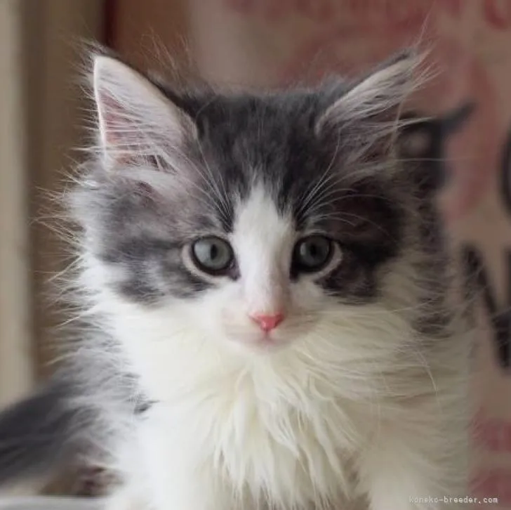 ID:2211-00260の子猫