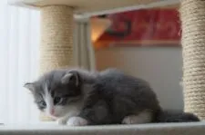 ノルウェージャンフォレストキャット【北海道・男の子・2015年5月15日・ブルーマッカレルタビーアンドホワイト】の写真3