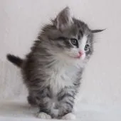 ノルウェージャンフォレストキャット【北海道・男の子・2018年3月2日・シルバーマッカレルタビーアンドホワイト】の写真4