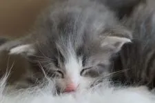 ノルウェージャンフォレストキャット【北海道・男の子・2015年5月15日・ブルーマッカレルタビーアンドホワイト】の写真4