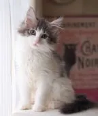 ノルウェージャンフォレストキャット【北海道・女の子・2021年9月20日・ブルークラシックタビーアンドホワイト】の写真4「12/26撮影」