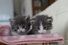 ノルウェージャンフォレストキャット【北海道・男の子・2015年5月15日・ブルーマッカレルタビーアンドホワイト】の写真5