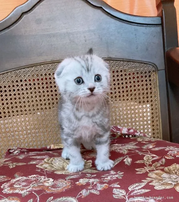 ID:2203-01977の子猫