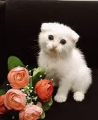 スコティッシュフォールド(折れ耳)【広島県・女の子・2020年12月7日・ホワイト】の写真1