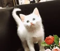 スコティッシュフォールド(立ち耳)【広島県・女の子・2020年12月7日・ホワイト】の写真1