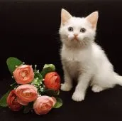 スコティッシュフォールド(立ち耳)【広島県・女の子・2020年12月7日・ホワイト】の写真2