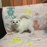 スコティッシュフォールド(折れ耳)【広島県・男の子・2022年6月1日・ホワイト】の写真3