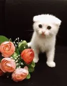 スコティッシュフォールド(折れ耳)【広島県・女の子・2020年12月7日・ホワイト】の写真4