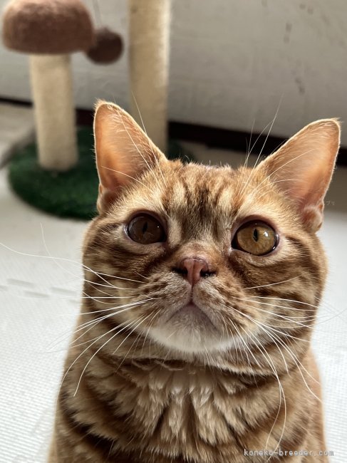 トーティーシェルのテビチのお陰で我が家はカラフルになりました。｜吉田　朱実(よしだ　あけみ)ブリーダー(京都府・アメリカンショートヘア・国内血統書登録)の紹介写真7