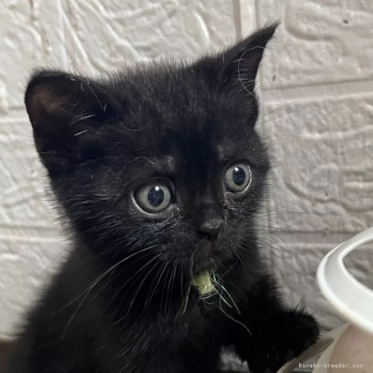 ID：2406-02748の子猫