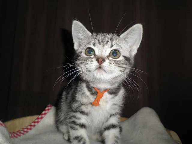 まりもちゃんのママ 様のお迎えした子猫