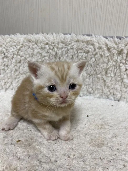 ID:2204-02055の子猫