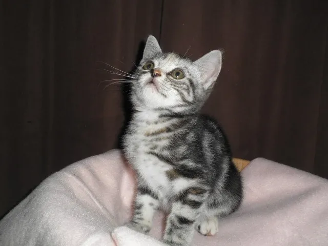 ID:1304-00214の子猫