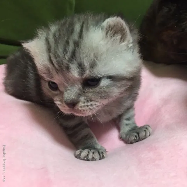 ID：1703-00796の子猫