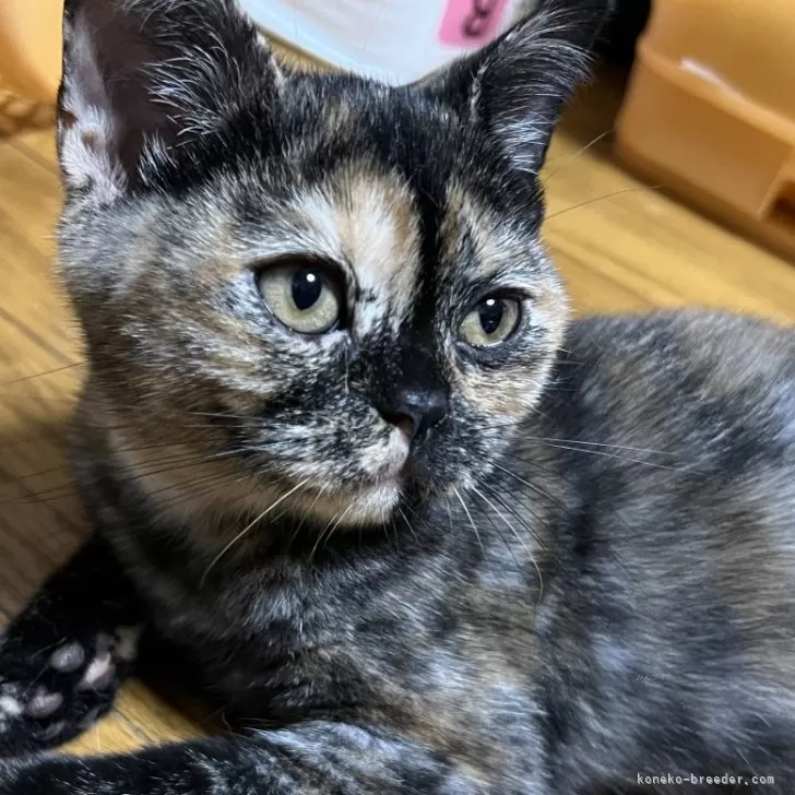 ID：2406-03324の子猫