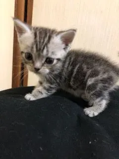 ID:1807-00424の子猫