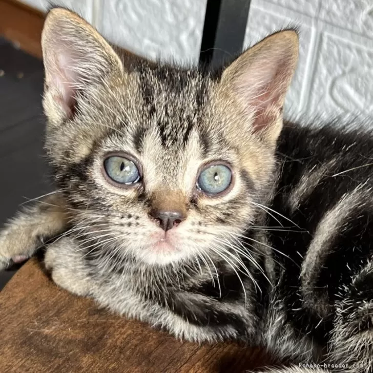 ID:2409-00424の子猫