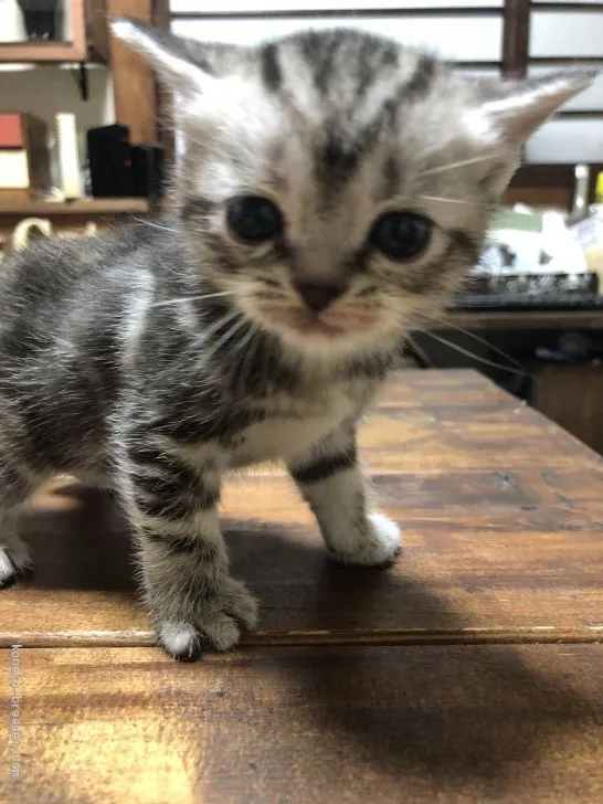 ID:2005-02073の子猫