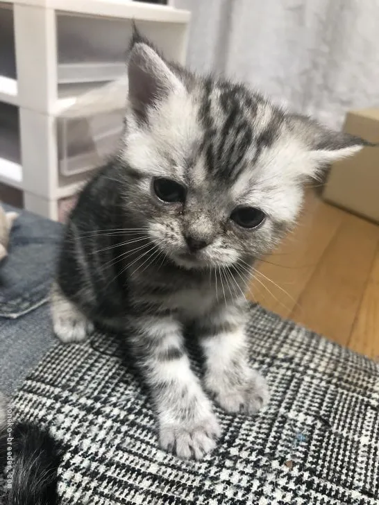 ID：2005-02071の子猫