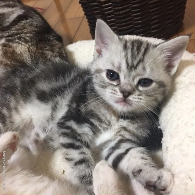 ID:1704-00535の子猫