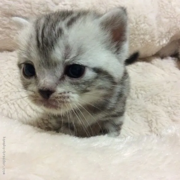 ID：1511-00464の子猫