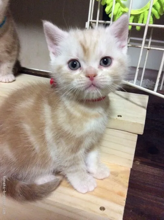 こばやし 様のお迎えした子猫