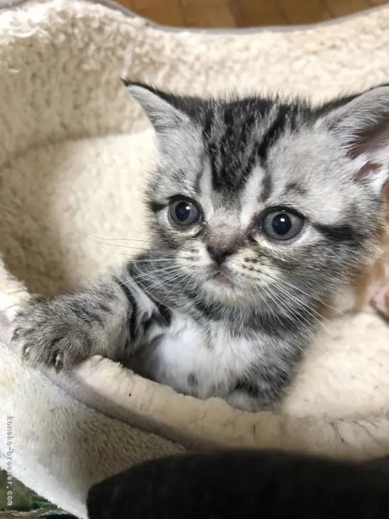 ID：2204-01873の子猫