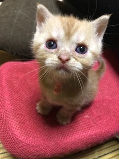 アメリカンショートヘア【京都府・女の子・2018年8月24日・クリームカメオ（短毛）】の写真「膝の上が大好き」