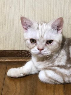 アメリカンショートヘア【京都府・男の子・2019年4月5日・クリームカメオ（短毛）】の写真「ムチムチのまん丸君」