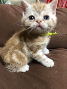 アメリカンショートヘア【京都府・男の子・2019年4月5日・クリームカメオ（短毛）】の写真「可愛すぎる男の子」