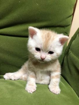 アメリカンショートヘア【京都府・男の子・2019年3月12日・クリームカメオ（短毛）】の写真「大きなコロコロ君」