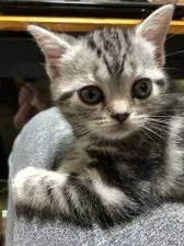 アメリカンショートヘア【京都府・女の子・2021年5月26日・シルバータビー】の写真1