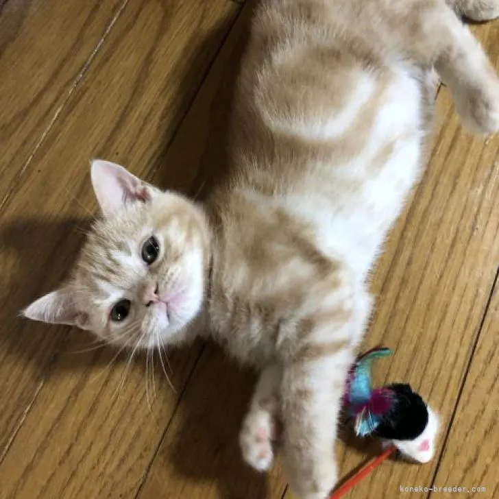ID：2204-02522の子猫