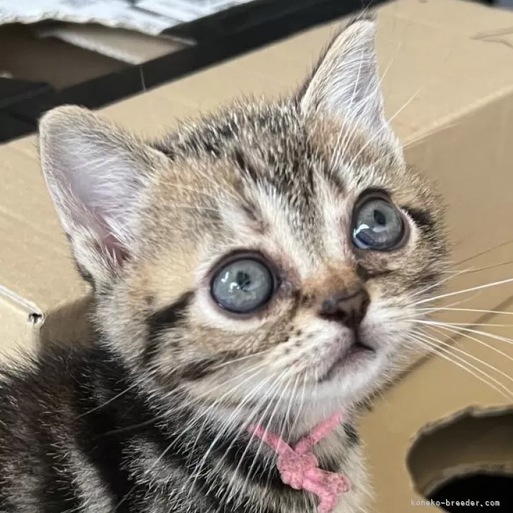 ID:2505-03444の子猫