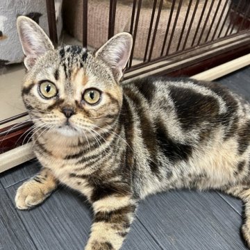 アメリカンショートヘア【京都府・女の子・2025年5月6日・ブラウンパッチ（短毛）】の写真「タレ目とマズルがとても可愛いです」