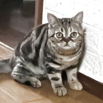 アメリカンショートヘア【京都府・女の子・2025年5月6日・ブラウンパッチ（短毛）】の写真「タレ目とマズルがとても可愛いです」