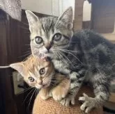 アメリカンショートヘア【京都府・女の子・2025年5月6日・ブラウンパッチ】の写真9