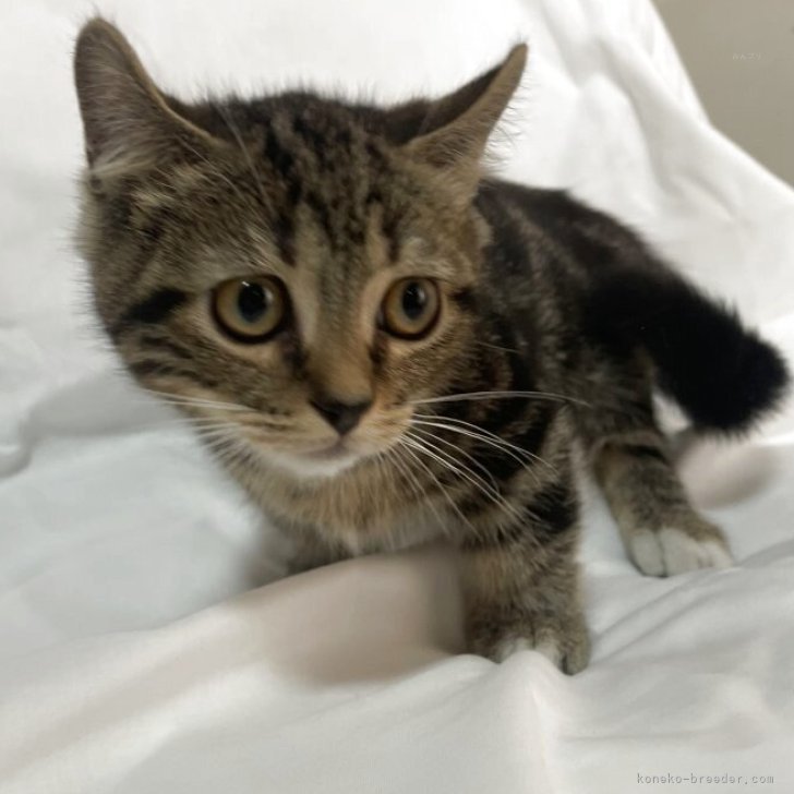 ブリーダー画像