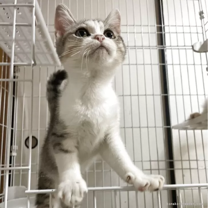 ID：2509-02312の子猫