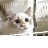 マンチカン(短足)