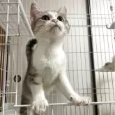 マンチカン(長足)
