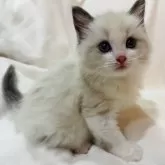 ラグドール【埼玉県・女の子・2024年3月13日・ブルーポイントバイカラー】の写真3