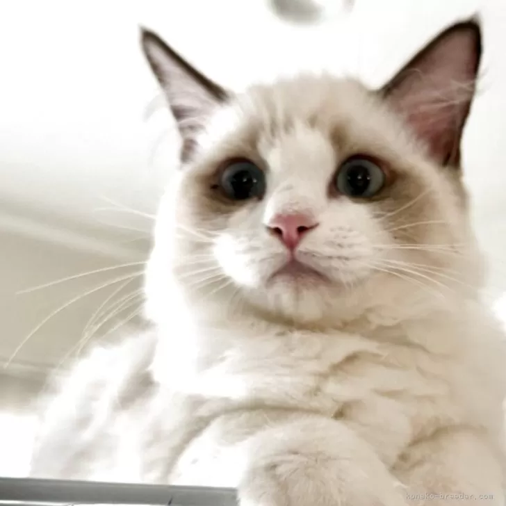 ラグドール【埼玉県・女の子・2025年6月10日・シールポイントバイカラー】の写真1「もふもふ美人に育ってきました！」