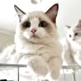 ラグドール【埼玉県・女の子・2025年6月10日・シールポイントバイカラー】の写真2「おめめパッチリ！の美人さんになってきました」