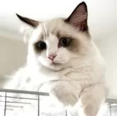 ラグドール【埼玉県・女の子・2025年6月10日・シールポイントバイカラー】の写真3