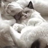 ラグドール【埼玉県・女の子・2025年2月14日・シールポイントバイカラー】の写真5「みんなでお昼寝🐱💤」