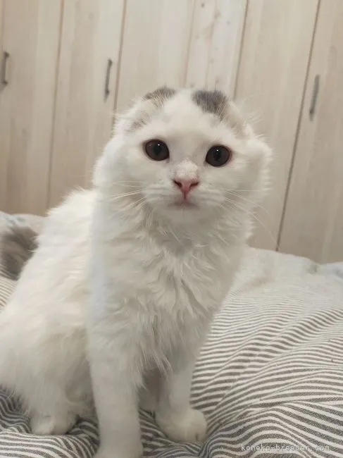 ID:2203-01461の子猫