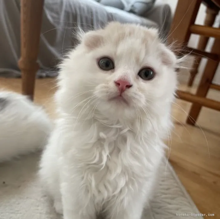 ID:2305-02503の子猫