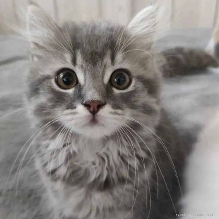 ID:2209-02387の子猫