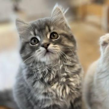 スコティッシュフォールド(立ち耳)【群馬県・男の子・2022年7月20日・ブルータビーホワイト】の写真「モフモフのな男の子◎」